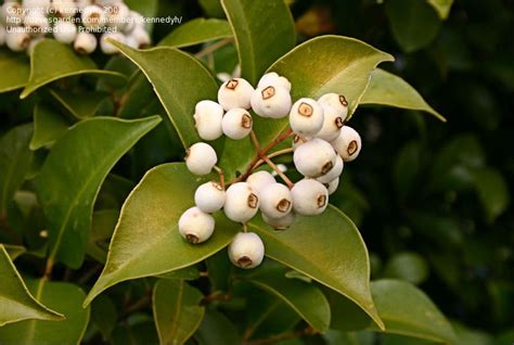 Plantfiles Pictures Syzygium Species Narrow Leaved Lilly Pilly