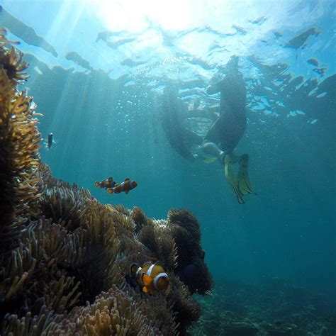 Daily Un Guided Snorkelling Day Trip Kota Kinabalu Sabah