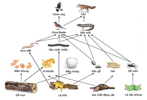 Sinh học 12 Bài 43: Trao đổi vật chất trong hệ sinh thái