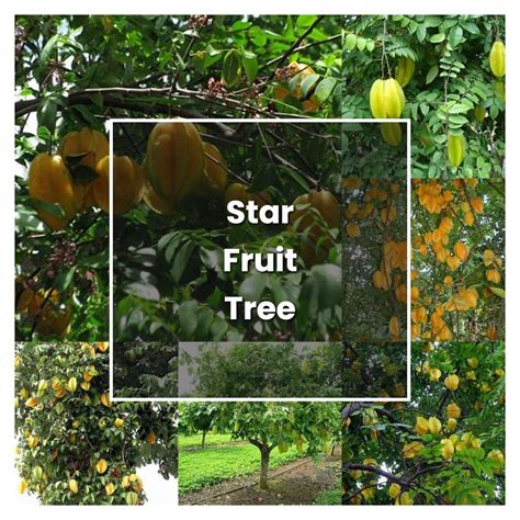 How To Grow Star Fruit Tree Plant Care Tips NorwichGardener