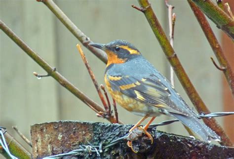 Varied thrush 1E - Bird Canada