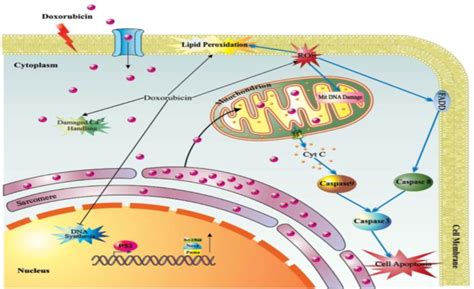 The Role Of Doxorubicin In Stimulating Apoptosis Mobaraki Et Al 2017