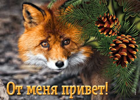 Магическая открытка с лисой От меня привет - Скачать бесплатно на ...