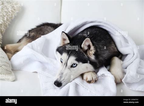 Beautiful Cute Husky With Towel Lying On Sofa In White Room Stock Photo