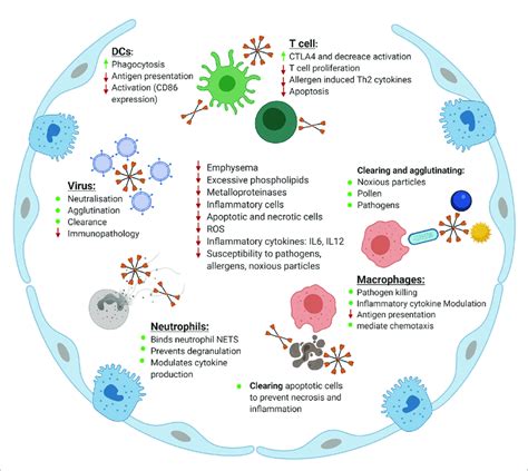 Maintenance Of Homeostasis In The Lung By Surfactant Protein D