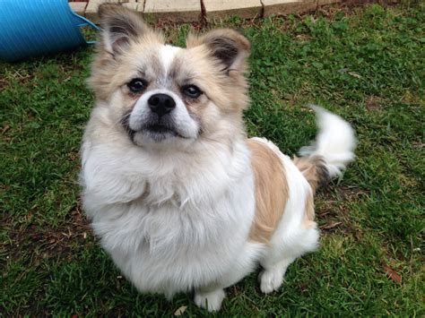 Pomeranian SHIH TZU | For Sale VIC: Melbourne