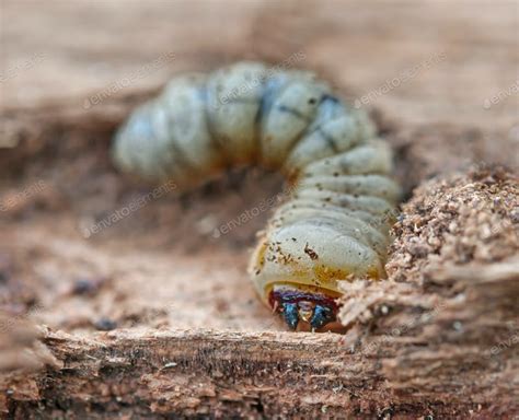 Grub Worm Control Happens Now In East Texas Texas Forest Country Living