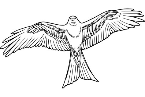 Kite Bird Coloring Pages - Free Printable Coloring Pages for Kids