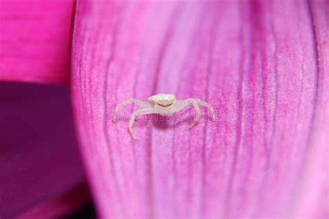 Beautiful White Crab Spider Eye Stock Image - Image of agriculture, detail: 210795033