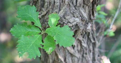 Burr Oak Tree