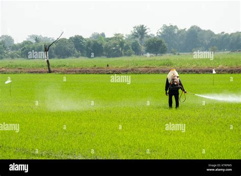 Insect In Paddy Plant Hi Res Stock Photography And Images Alamy