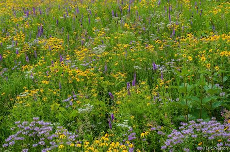 Prairie restoration of the Mounds View Grassland began in 2007. The ...