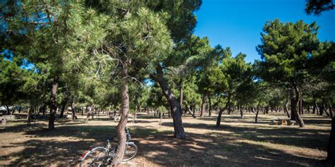 Le Bois Des Pins