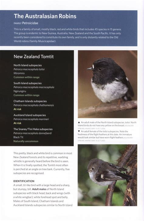 Birds Of New Zealand A Photographic Guide Nhbs Field Guides