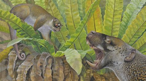 25 Million Year Old Fossils Of A Bizarre Possum And Strange Wombat Relative Reveal Australia S