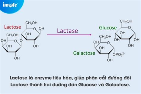 Enzyme Lactase Là Gì Công Dụng Và Lưu ý Khi Sử Dụng