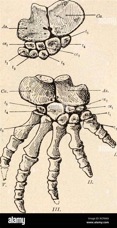 stämme der wirbeltiere Evolución Paleontología Vertebrados