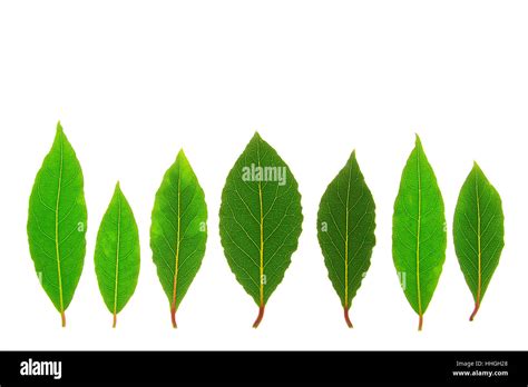 Laurus Nobilis Laurus Nobilis Stock Photo Alamy