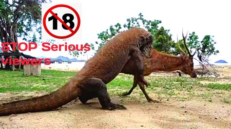 Komodo Dragon Attack on Deer(KOMODO VS DEER) - YouTube