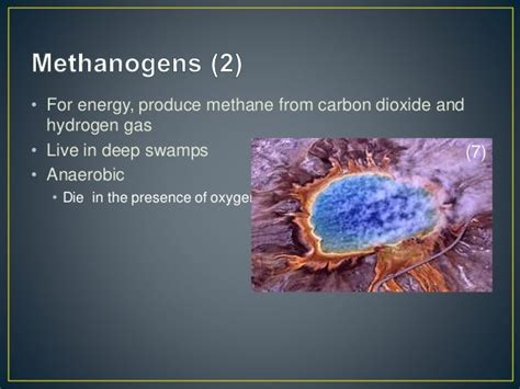 Archaebacteria Mixed