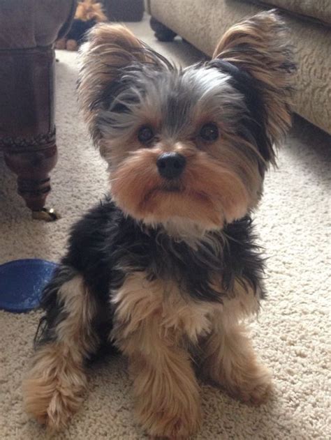 So Fluffy This Yorkie Is Like A Real Life Teddy Bear Yorkie