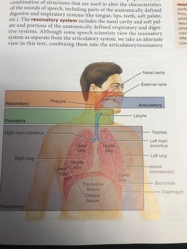 Anatomy Ch 1 2 Flashcards Quizlet