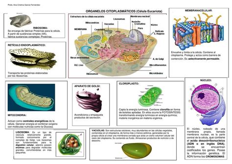 Organelos Citoplasmaticos F Tima Flores Udocz