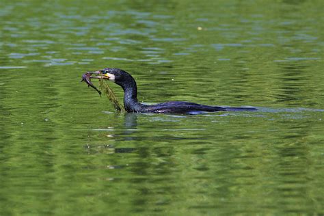 Cormorant Eating Nicu S Photoblog