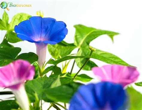 september birth flowers aster  morning glory symbolism  meaning