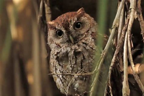 9 Owls In Nebraska With Photos Bird Feeder Hub