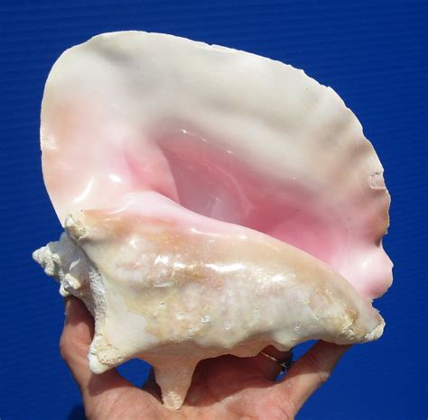 6 3 4 By 7 3 4 Inches Queen Conch Shell For Sale Strombus Gigas