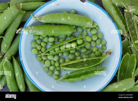 Pisum Sativum Onward Freshly Picked Marrowfat Peas In Their Pods UK