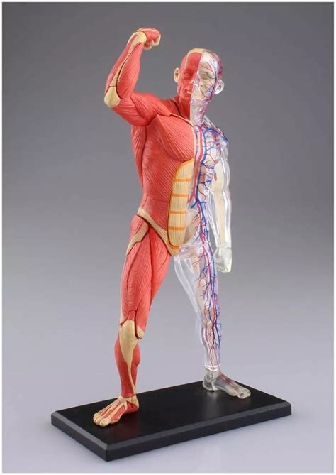 Peca Anatomica D Master Anatomia Circulacao Musculos Modelo Mebuscar