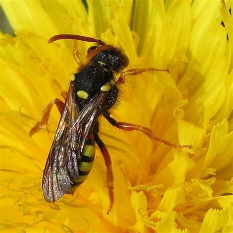 Nomada Fucata F Painted Nomad Bee 1a A Female Nomad Be Flickr