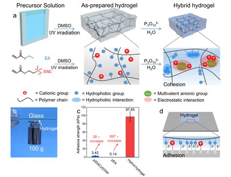 中山大学郭宏磊郭辉 Macromolecules：高黏附、高强度疏水型水凝胶中国聚合物网科教新闻