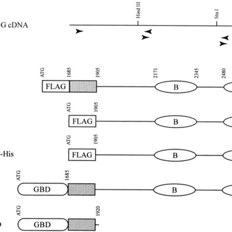 Schematic Representation Of The Mouse Bpag Cooh Terminal Proteins The