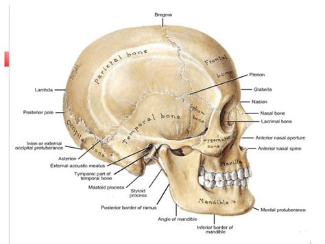 Infratemporal Fossa