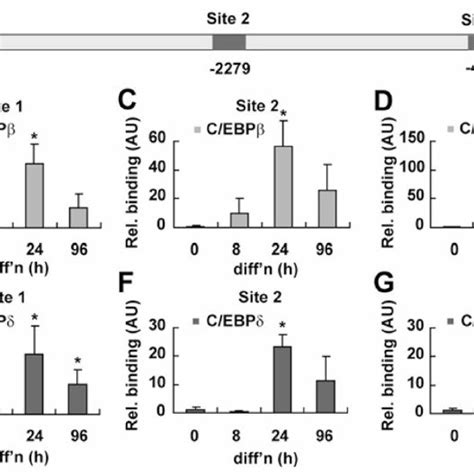 Identification Of C Ebp β And C Ebp δ Binding Sites In The Srebp1c