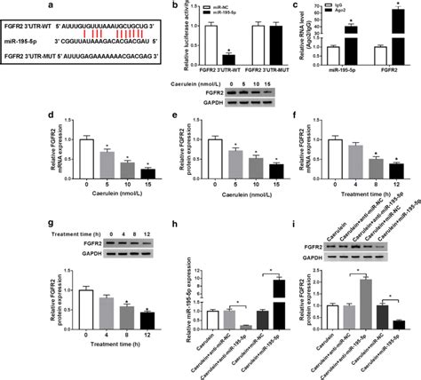 Mir 195 5p Interacted With Fgfr2 3′utr To Suppress Its Expression A