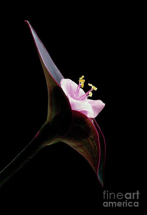 Purple Heart Flower Photograph by Vaughan Fleming/science Photo Library | Pixels