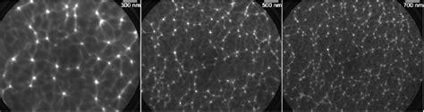 Figure 1 From Electronic Properties And Morphology Of Cu Phthalocyanine