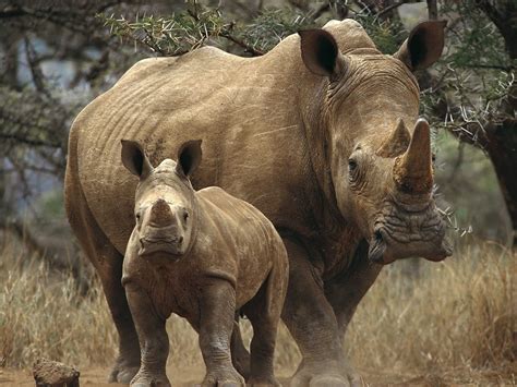 Download Animal Rhino Hd Wallpaper