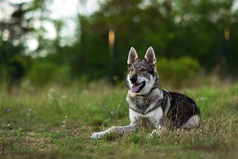 Are Wolf Dog Hybrids Dangerous