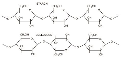 Polymer Structure Of Carbohydrates