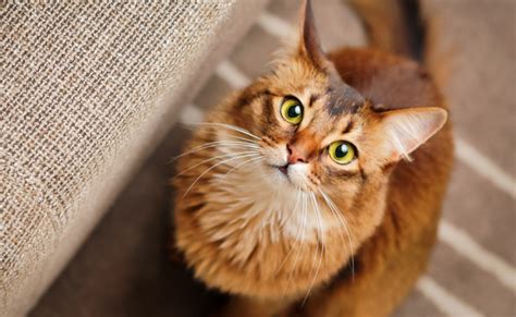 Marcando território entenda esse comportamento dos gatos