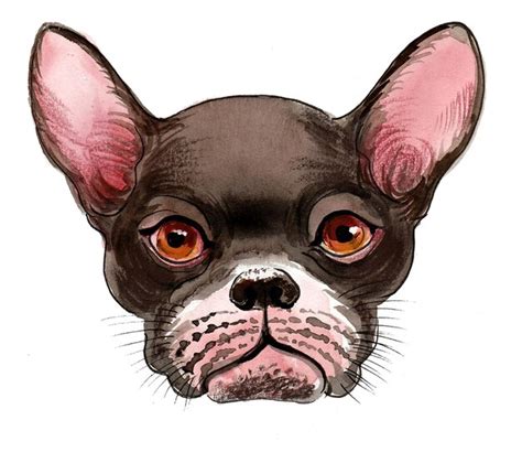 Cabeza De Cachorro De Perro Toro Lindo Dibujo De Tinta Y Acuarela