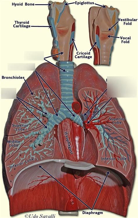 Lung 2 Diagram Quizlet