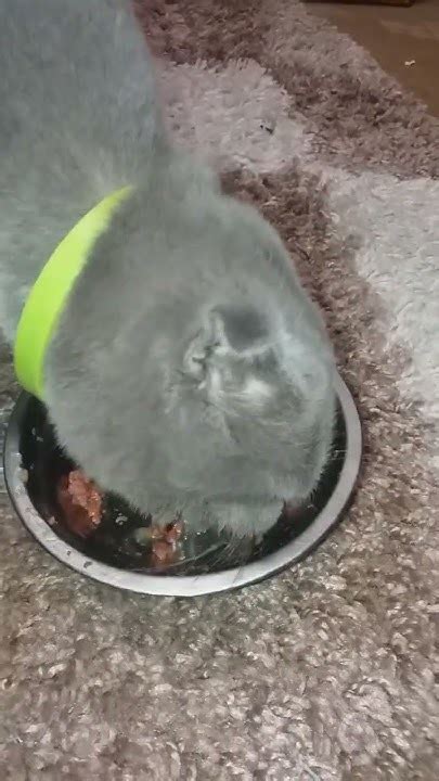 У котят открываются глазки! 8 дней! 🐱🐱🐱 🥳🐽 - YouTube