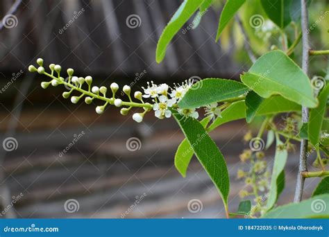 Pąki I Białe Kwiaty Na Gałęzi Prunus Serotina W Maju Obraz Stock