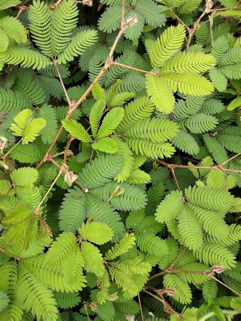 Mimosa Pudica L Putri Malu Perdu Putri Daun